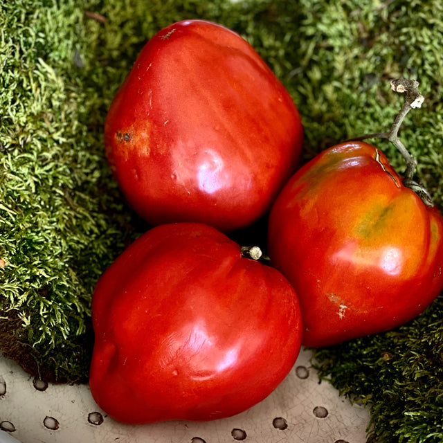 Sauce Tomatoes