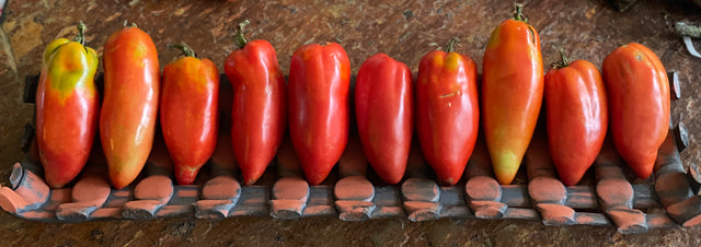 Sauce Tomatoes