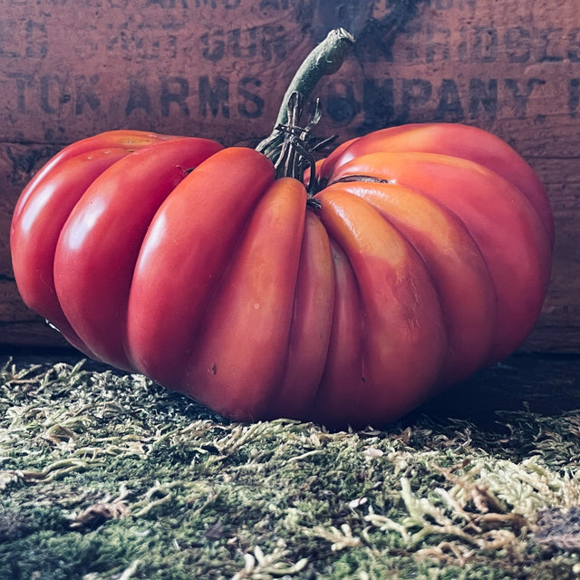 Sauce Tomatoes
